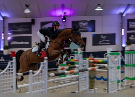 Hannoveraan, Merrie, 8 Jaar, 167 cm, Donkerbruin