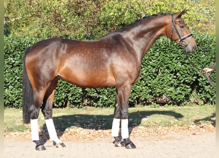 Hannoveraan, Merrie, 8 Jaar, 168 cm, Bruin