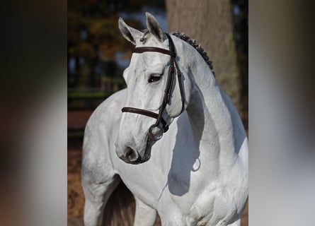 Hannoveraan, Merrie, 8 Jaar, 168 cm, Schimmel