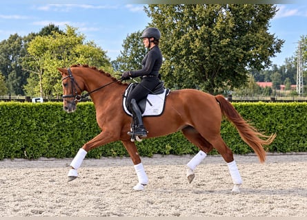 Hannoveraan, Merrie, 8 Jaar, 168 cm, Vos