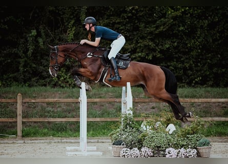 Hannoveraan, Merrie, 8 Jaar, 170 cm, Bruin