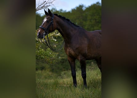 Hannoveraan, Merrie, 8 Jaar, 170 cm, Donkerbruin