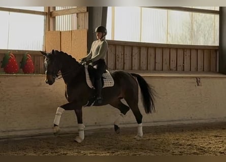 Hannoveraan, Merrie, 8 Jaar, 170 cm, Donkerbruin
