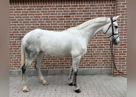 Hannoveraan, Merrie, 8 Jaar, 170 cm, Schimmel