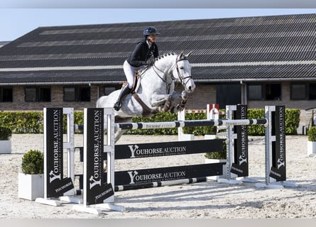 Hannoveraan, Merrie, 8 Jaar, 170 cm