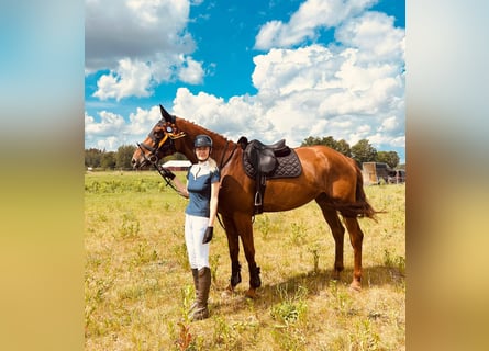 Hannoveraan, Merrie, 8 Jaar, 170 cm, Vos
