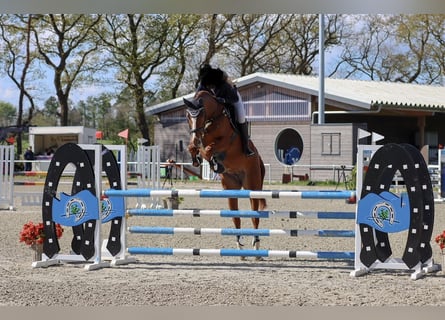Hannoveraan, Merrie, 8 Jaar, 170 cm, Vos