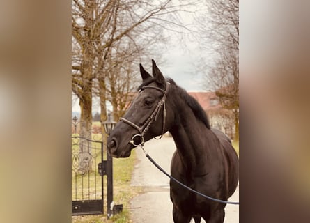 Hannoveraan, Merrie, 8 Jaar, 170 cm, Zwart