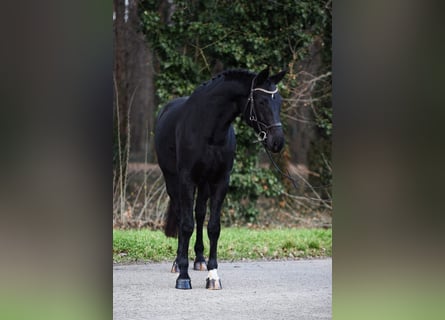 Hannoveraan, Merrie, 8 Jaar, 170 cm, Zwart