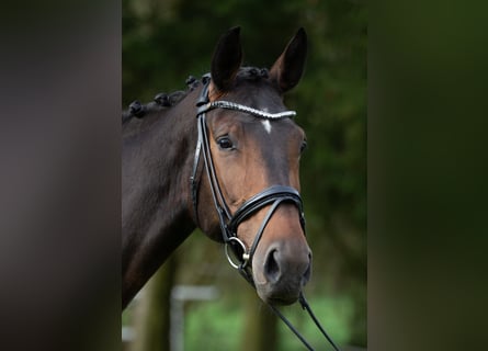 Hannoveraan, Merrie, 8 Jaar, 172 cm, Brauner