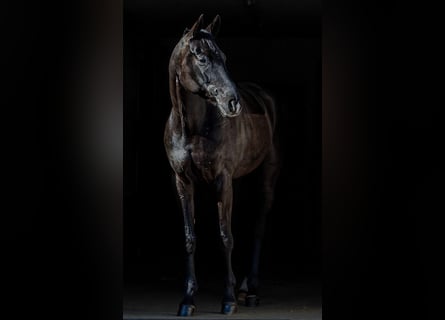 Hannoveraan, Merrie, 8 Jaar, 174 cm, Zwart