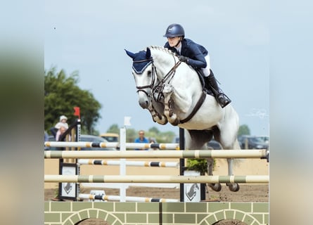 Hannoveraan, Merrie, 8 Jaar, 175 cm, Schimmel