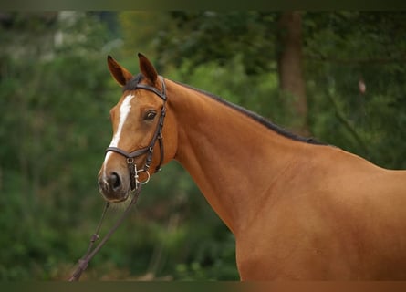 Hannoveraan, Merrie, 8 Jaar, Bruin
