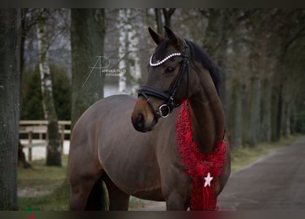 Hannoveraan, Merrie, 9 Jaar, 163 cm, Bruin