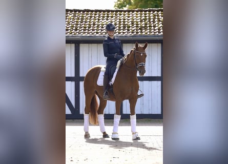 Hannoveraan, Merrie, 9 Jaar, 163 cm, Vos