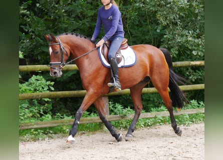 Hannoveraan, Merrie, 9 Jaar, 164 cm, Bruin