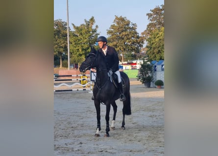 Hannoveraan, Merrie, 9 Jaar, 165 cm, Donkerbruin