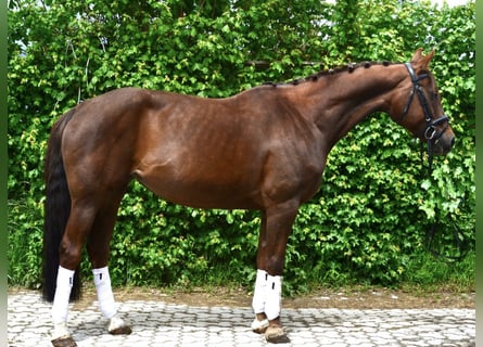 Hannoveraan, Merrie, 9 Jaar, 165 cm, Donkere-vos
