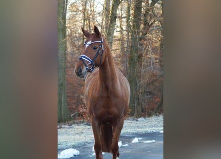 Hannoveraan, Merrie, 9 Jaar, 165 cm