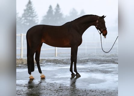 Hannoveraan, Merrie, 9 Jaar, 167 cm, Bruin