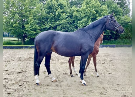 Hannoveraan, Merrie, 9 Jaar, 167 cm, Zwartbruin