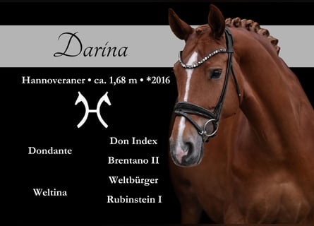 Hannoveraan, Merrie, 9 Jaar, 168 cm, Vos