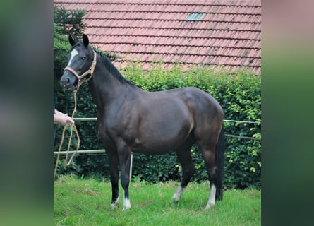 Hannoveraan, Merrie, 9 Jaar, 168 cm, Zwart