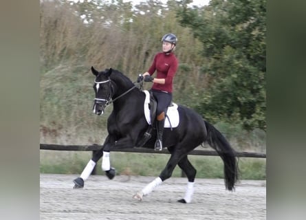 Hannoveraan, Merrie, 9 Jaar, 168 cm, Zwart