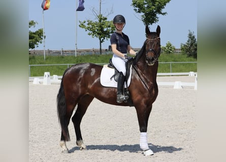 Hannoveraan, Merrie, 9 Jaar, 170 cm, Bruin