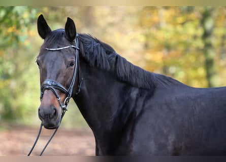 Hannoveraan, Merrie, 9 Jaar, 170 cm, Donkerbruin