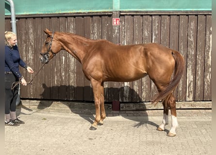 Hannoveraan, Merrie, 9 Jaar, 170 cm, Vos