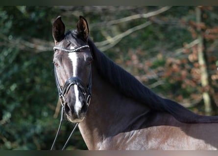 Hannoveraan, Merrie, 9 Jaar, 170 cm, Zwart