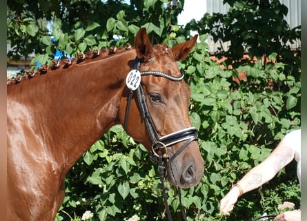 Hannoveraan, Merrie, 9 Jaar, 171 cm, Donkere-vos