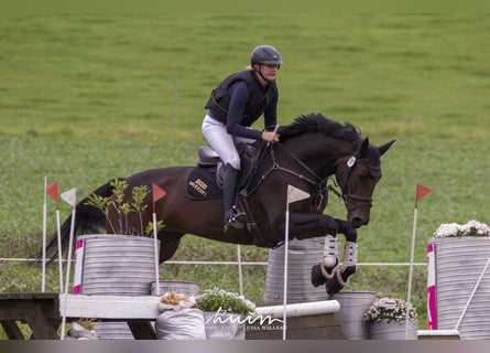 Hannoveraan, Merrie, 9 Jaar, 172 cm, Bruin