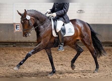 Hannoveraan, Merrie, 9 Jaar, 172 cm, Bruin