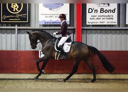 Hannoveraan, Merrie, 9 Jaar, 174 cm, Bruin