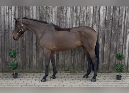 Hannoveraan, Merrie, 9 Jaar, 176 cm, Bruin