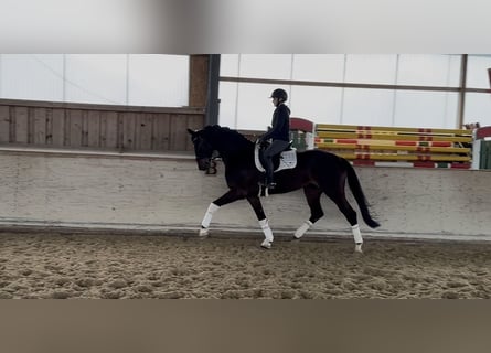 Hannoveraan, Merrie, 9 Jaar, 176 cm, Donkerbruin