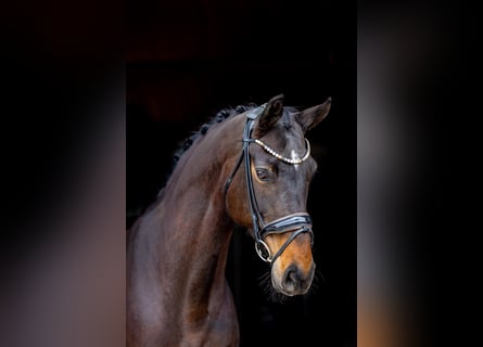 Hannoveraan, Merrie, 9 Jaar, 176 cm, Donkerbruin