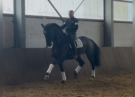 Hannoveraan, Merrie, 9 Jaar, 180 cm, Donkerbruin