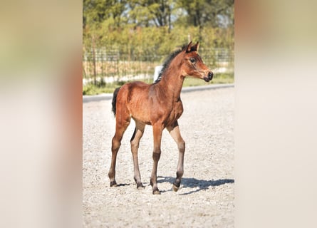 Hannoveraan, Merrie, , 165 cm, Bruin