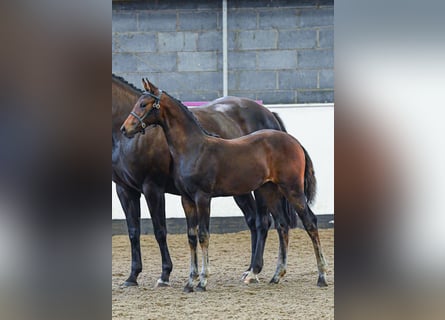 Hannoveraan, Merrie, veulen (05/2024), 165 cm, Roodbruin