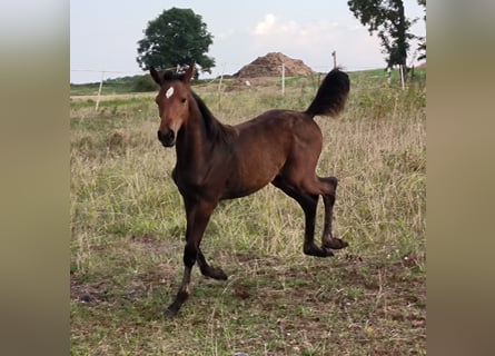 Hannoveraan, Merrie, veulen (03/2024), 168 cm, Bruin