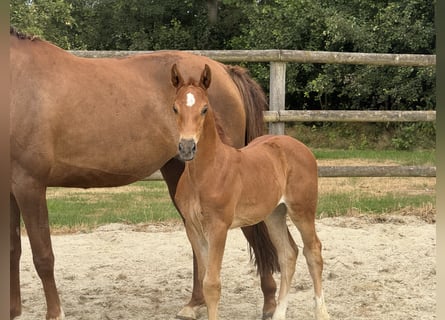 Hannoveraan, Merrie, Veulen (06/2026), 168 cm, Donkere-vos