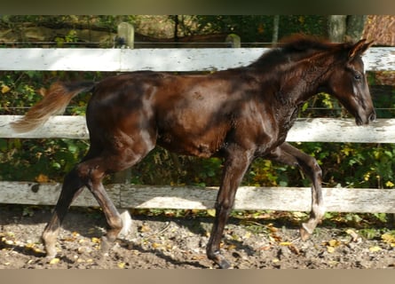 Hannoveraan, Merrie, Veulen (06/2025), 169 cm, Donkere-vos