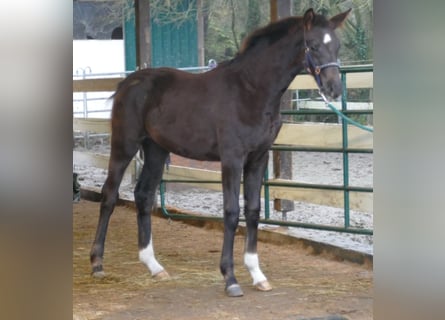 Hannoveraan, Merrie, Veulen (06/2025), 169 cm, Donkere-vos