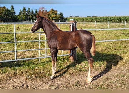 Hannoveraan, Merrie, Veulen (05/2025), 169 cm, Donkere-vos