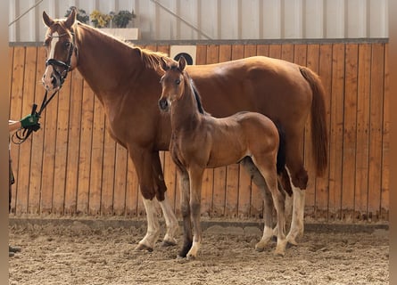 Hannoveraan, Merrie, , 170 cm, Bruin