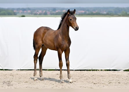 Hannoveraan, Merrie, veulen (03/2024), 170 cm, Bruin