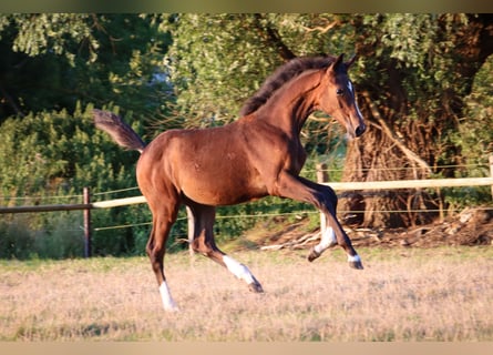 Hannoveraan, Merrie, veulen (03/2024), 170 cm, Bruin